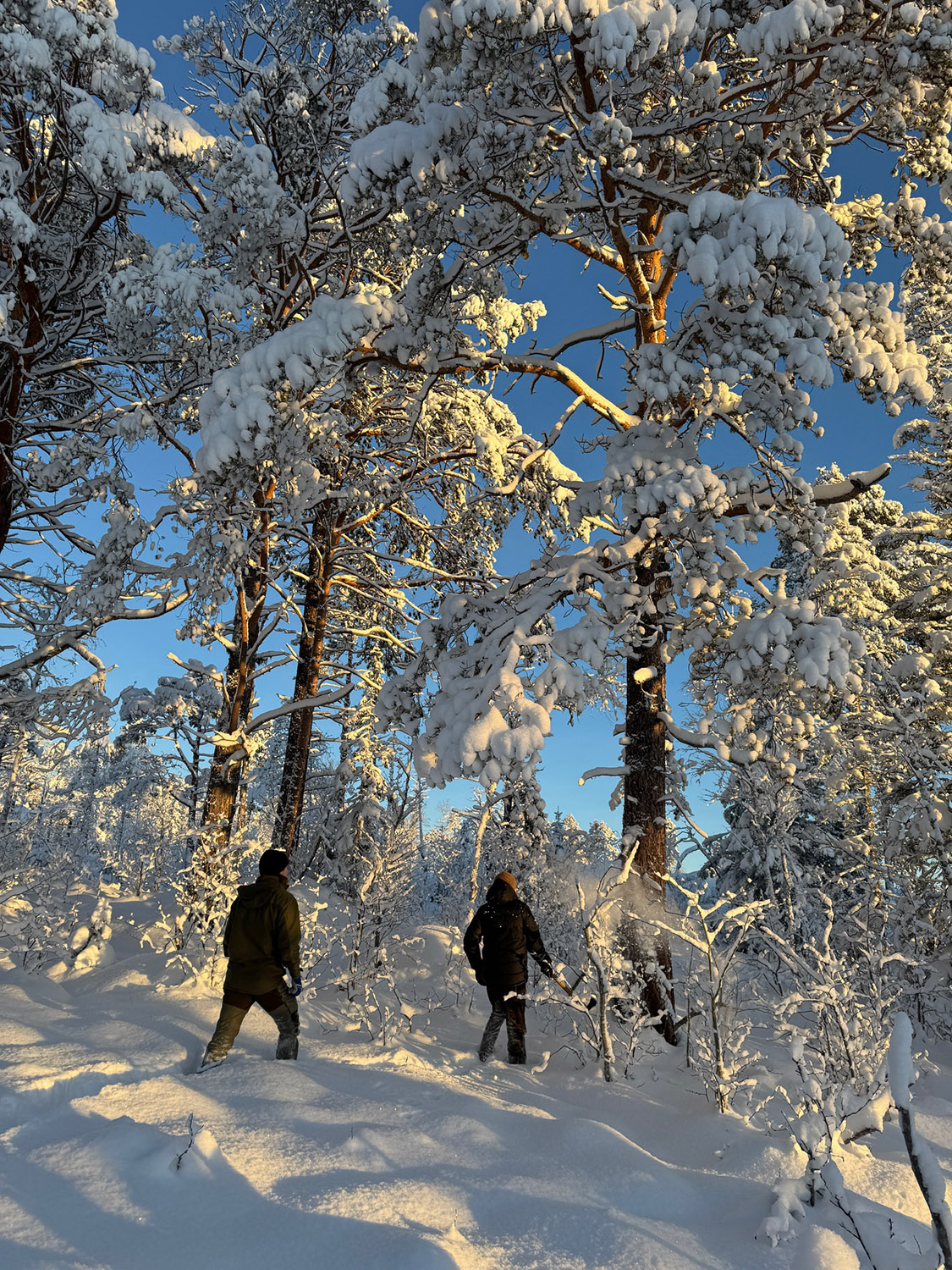 Blinking av trær i Trøndelag, november 2024. Foto: Glenn Løken